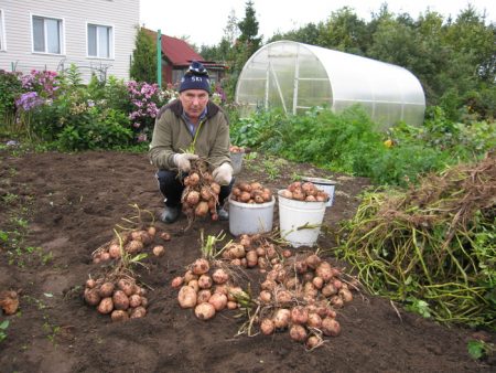 How to plant potatoes