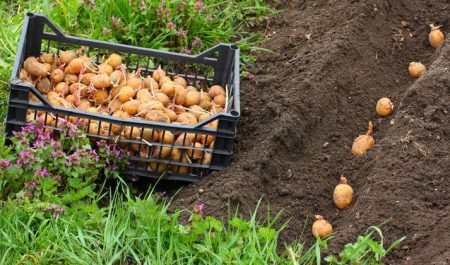 How to plant potatoes so that there is a good harvest