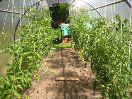 When to plant seedlings in a greenhouse