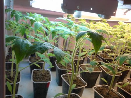 When to plant seedlings in a greenhouse in the suburbs
