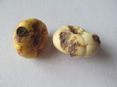 When to get gladiolus for germination from the refrigerator