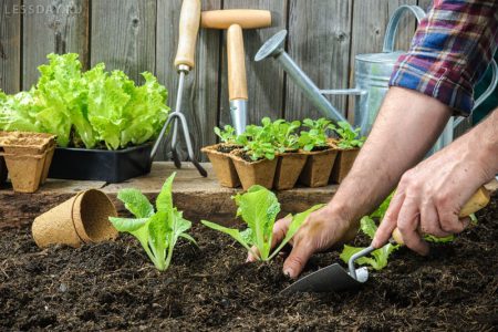 Lunar calendar for July gardener and gardener