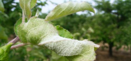 Powdery mildew apple tree