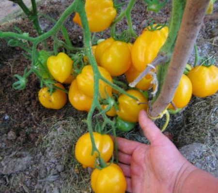 Tomatoes for open ground for Moscow region