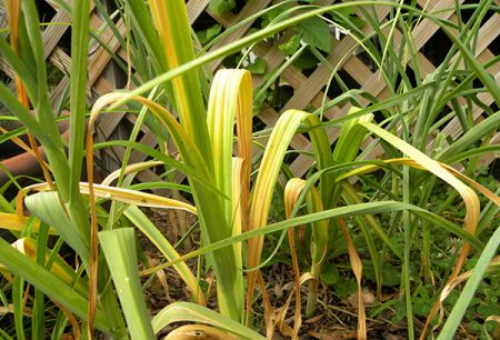 Why do garlic leaves turn yellow