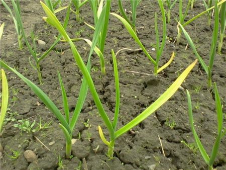 Why do garlic leaves turn yellow in spring