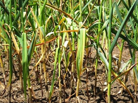 Why do garlic leaves turn yellow in spring, what to do