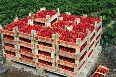 Picking strawberries at the farm to them. Lenin 2016
