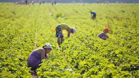 Picking strawberries at the farm to them. Lenin 2016 how it goes