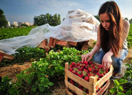 Picking strawberries at the farm to them. Lenin