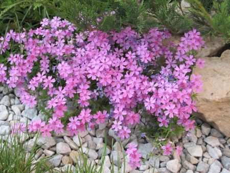 Phlox awl - planting and care