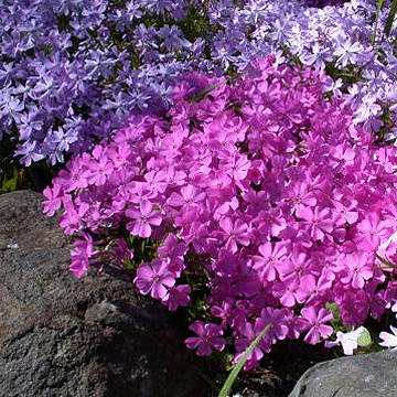 Phlox awl, photo