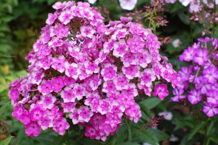 Phlox - slijetanje u otvoreni tlo