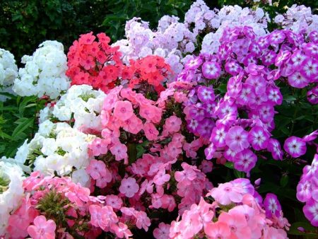 Phlox - slijetanje i njega