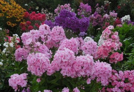 Phlox - sadnja i njega na otvorenom terenu
