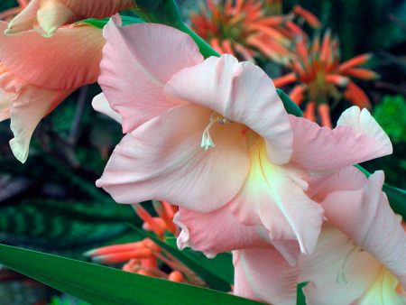 beautiful gladioli in the garden