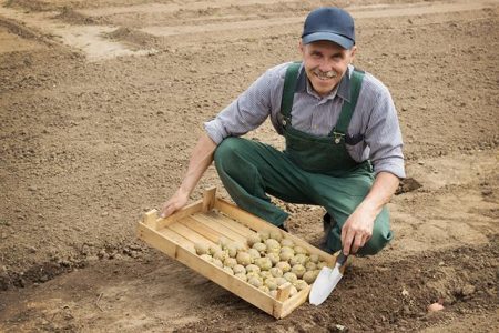 plant potatoes correctly