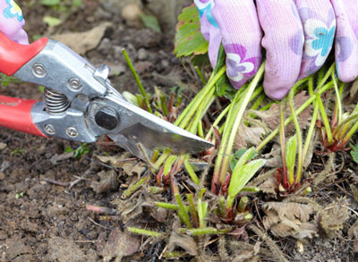 How to feed strawberries after fruiting and pruning