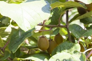 Growing kiwi from seeds at home
