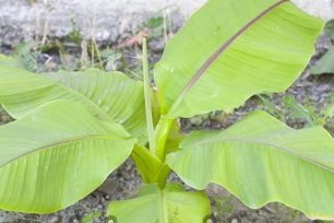 How to grow a banana at home detailed description