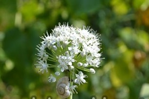 Onion seeds