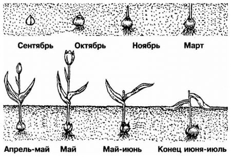 Kad kopaju tulipane nakon cvatnje i kada saditi