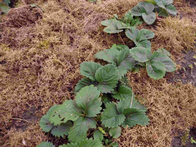 How to feed strawberries after fruiting and pruning