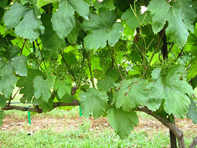How to cut grapes in the summer from unnecessary shoots