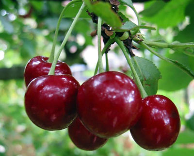 Sweet cherry for Moscow region: the best grade