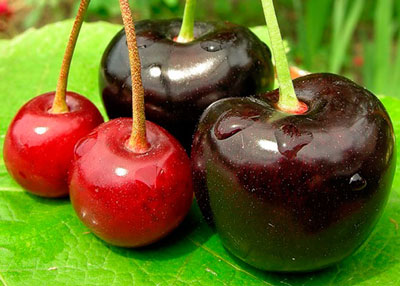 Sweet cherry for Moscow region: the best grade