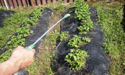 How to feed strawberries after fruiting and pruning