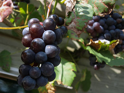 How to cut grapes in the summer from unnecessary shoots