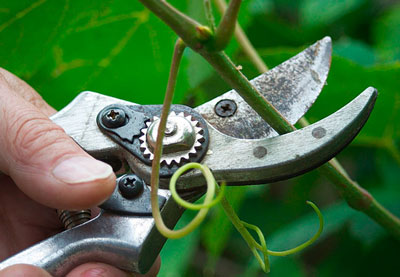 How to cut grapes in the summer from unnecessary shoots