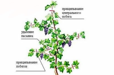 How to cut grapes in the summer from unnecessary shoots