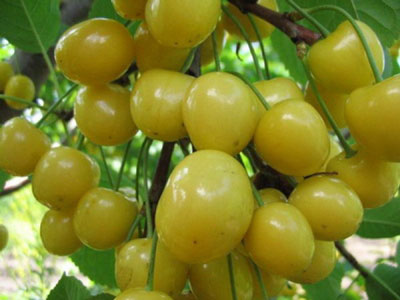 Sweet cherry for Moscow region: the best grade
