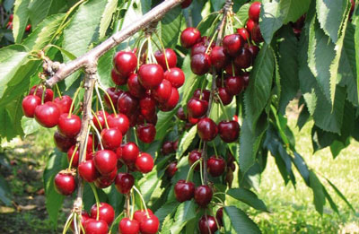 Sweet cherry for Moscow region: the best grade