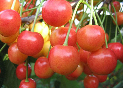 Sweet cherry for Moscow region: the best grade