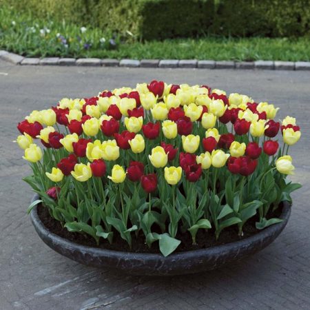 Kad kopaju tulipane nakon cvatnje i kada saditi