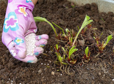 How to feed strawberries after fruiting and pruning