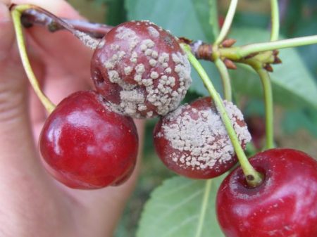Cherry blossoms but does not bear fruit