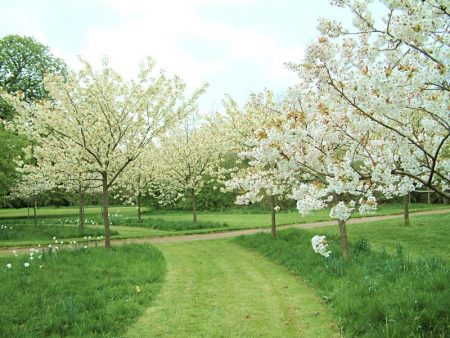 Cherry blossoms, but does not bear fruit - what to do