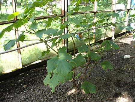 How to care for grapes in spring
