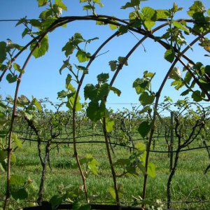 How to care for grapes so that there is a good harvest