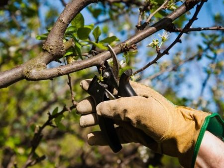 How to care for cherries in the spring, so that there is a good harvest