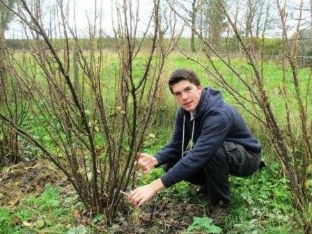 How to care for currants in spring