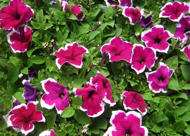 Petunia