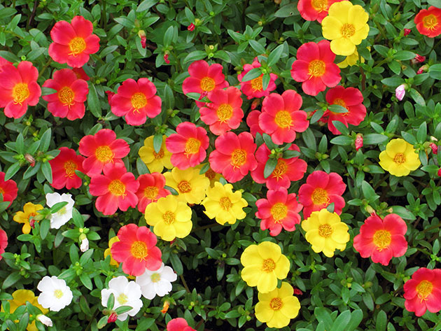 Purslane