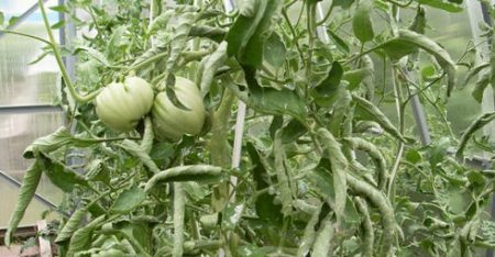 Why tomato leaves curl, what to do