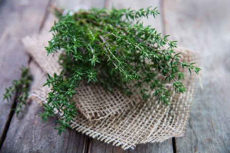 Thyme - outdoor cultivation in the suburbs