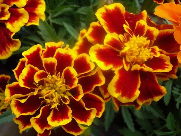 marigold